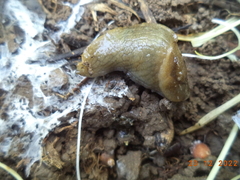 Milax nigricans