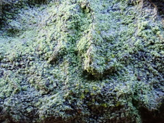 Lecanora barkmaniana