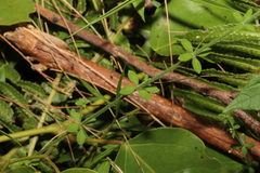 Galium leptogonium