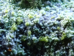 Lecanora barkmaniana