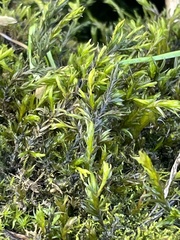 Cinclidotus fontinaloides