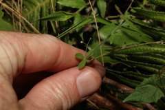 Galium leptogonium