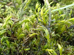 Cinclidotus fontinaloides