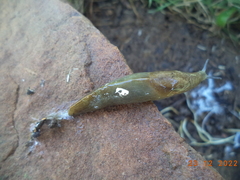 Milax nigricans