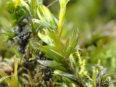 Cinclidotus fontinaloides