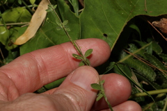 Galium leptogonium