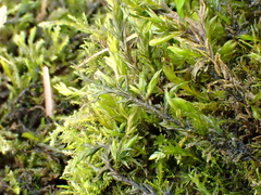 Cinclidotus fontinaloides