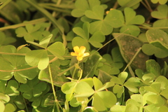 Oxalis corniculata