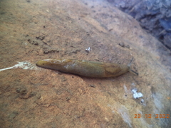 Milax nigricans