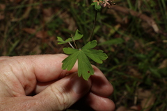 Geranium homeanum