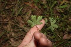 Geranium homeanum