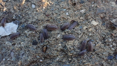 Porcellio ornatus