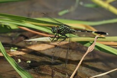 Orthetrum sabina