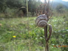 Xerosecta