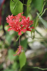 Hibiscus schizopetalus