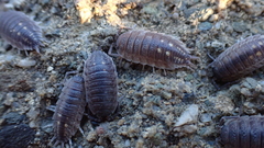 Porcellio ornatus