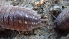 Porcellio ornatus