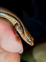 Subdoluseps bowringii