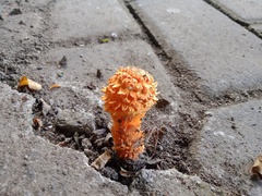 Agaricus crocopeplus