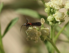 Aetole unipunctella