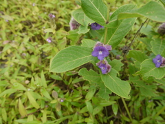 Neuracanthus sphaerostachyus