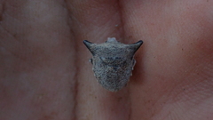 Ventocoris falcatus