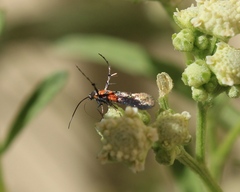 Aetole unipunctella