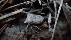 Ventocoris falcatus
