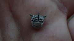 Ventocoris falcatus