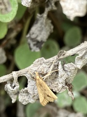 Diasemia