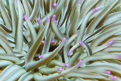 Condylactis aurantiaca
