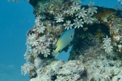 Pomacentrus nigromanus