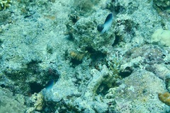 Chrysiptera rollandi