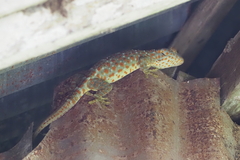 Gekko gecko