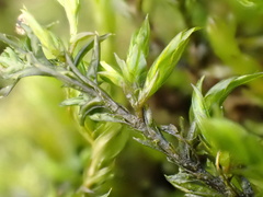 Cinclidotus fontinaloides