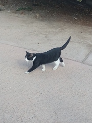 Felis catus
