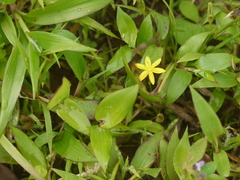 Hypoxis aurea