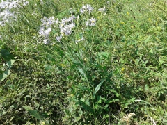 Aster tataricus