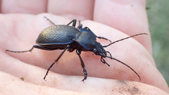 Carabus dufouri
