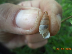 Mastus pupa