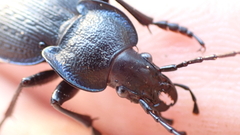 Carabus dufouri