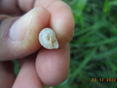 Mastus pupa
