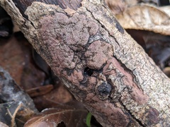 Hypoxylon perforatum