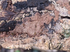 Hypoxylon perforatum