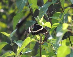 Papilio garamas garamas