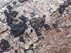 Hypoxylon perforatum