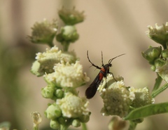 Aetole unipunctella