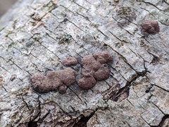 Hypoxylon perforatum