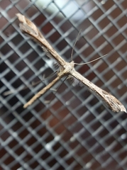 Stenoptilia zophodactylus