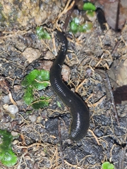 Haemopis